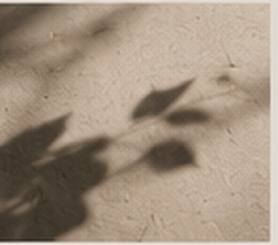 Soft leaf shadows moving across a warm workshop surface